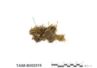 藏品(異枝皺蒴苔)的圖片